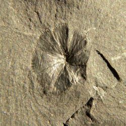 Sphenophyllum cuneifolium